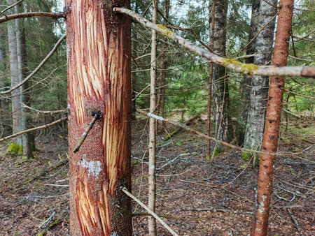 Bear claw marks on a tree trunk.の写真素材