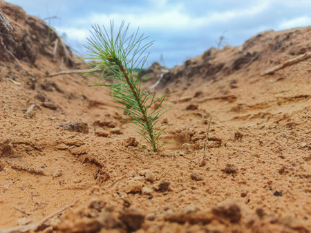A small coniferous tree seedling grows in sandy soil.の写真素材