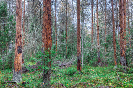 Drying coniferous forest. Trunks of dead trees.の写真素材