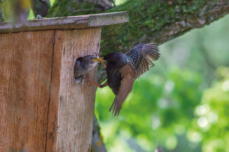 A starling feeds its chick, which is sitting in a birdhouse.