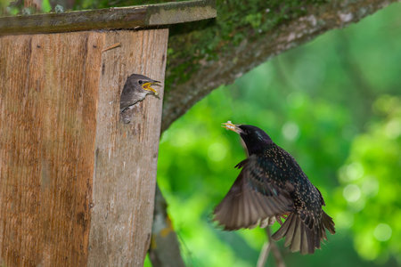 A starling feeds its chick. The chick stuck its head out of the birdhouse.の写真素材