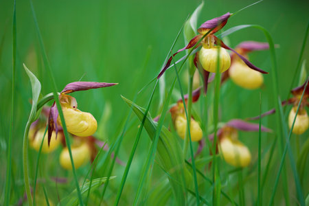 Flowers of the wild lady's slipper orchid.の写真素材
