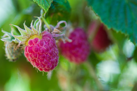 Raspberry berries lie close-up in their natural environment.