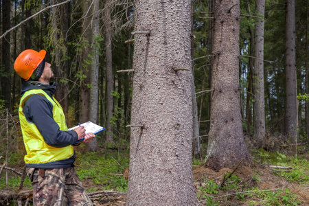A man, a forest engineer, works in the forest.の写真素材