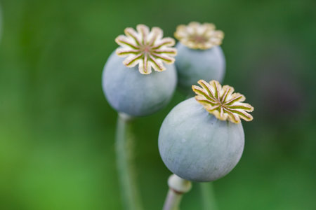 Poppy seed pods on a green background, close-up.の写真素材