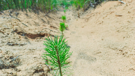 Coniferous tree seedlings grow on the site of a felled forest.の写真素材