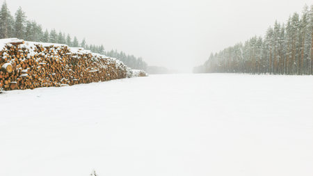 A stack of cut timber lies in the snow. A pine forest is in the background. Snow is falling heavily.