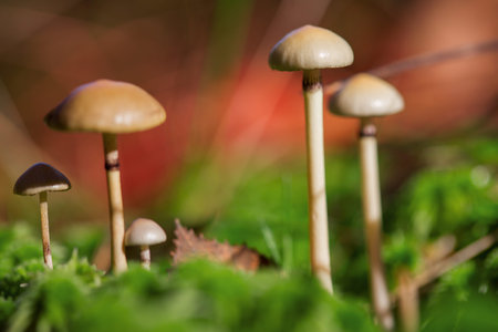 Mushrooms grow in the forest.