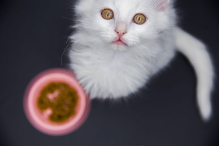 A white kitten on a black background next to a bowl filled with cat food.の写真素材