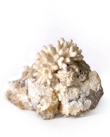 white coral on stone on the bright backgroundの写真素材