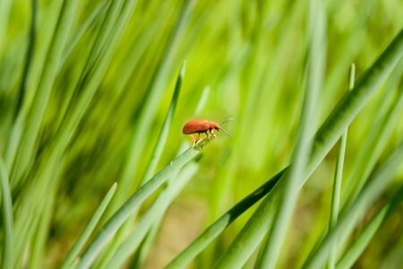 Red bug on the blade of grassの写真素材