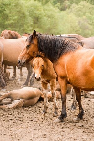 horse standing together with foal in herd at farm ardの写真素材