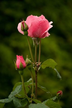 roses with water drops after rain on green backgroundの写真素材