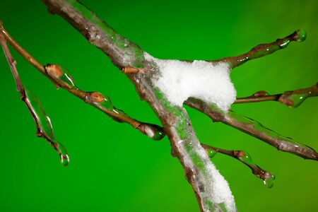 A twig with melting ice and show at spring on green backgroundの写真素材
