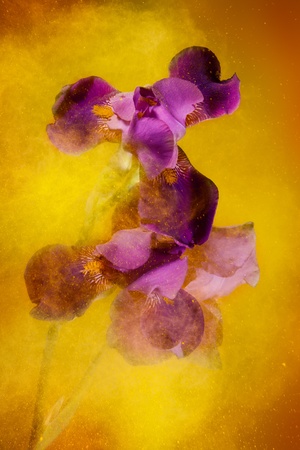 Iris flowers and yellow color powder paint explosion that creates motion and expressive look