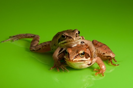 Two frog - friends sitting hugging on the green background