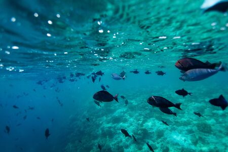 School of fish  - shoot from bellow the surface
