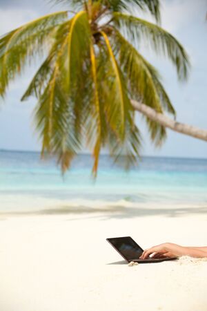Beach background with palm and laptop with hands typing on inの写真素材