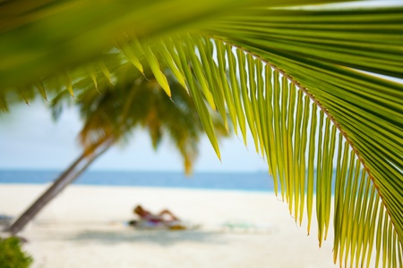 Couple on the beach background shoot through beautiful palms branchesの写真素材