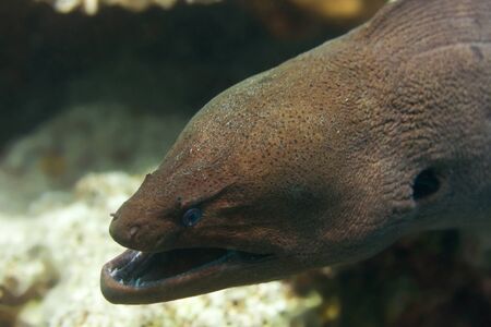 moray eel head close-up