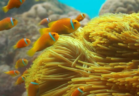 Close-up of clownfishes group swimming among anemonesの写真素材