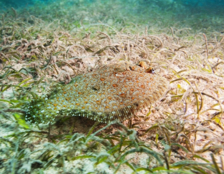 cute flatfish on sandy bottom merging with the environment