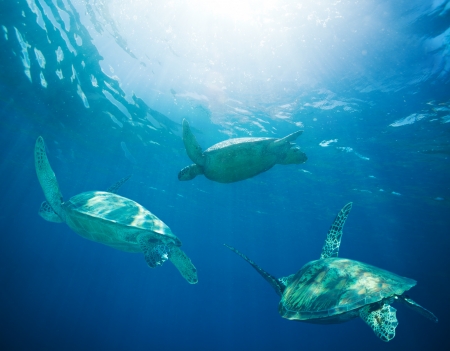 school of sea turtles migrating, swimmingの写真素材