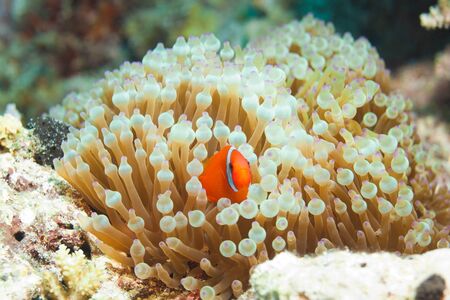 reef inhabitant clownfish hiding in anemonesの写真素材