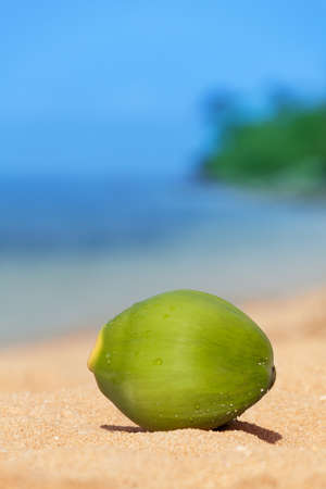 green coconut fell on sandy beach from treeの写真素材