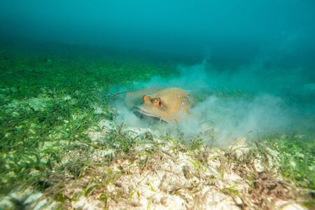 fast moving stingray on the seaweed bottom