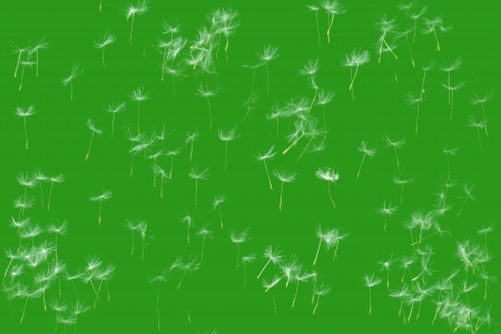 Flying dandelion seeds flying on green backgroundの写真素材