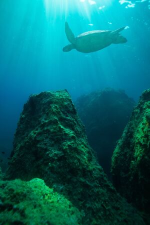 Turtle swimming among big rocks  with beautiful light rays coming down