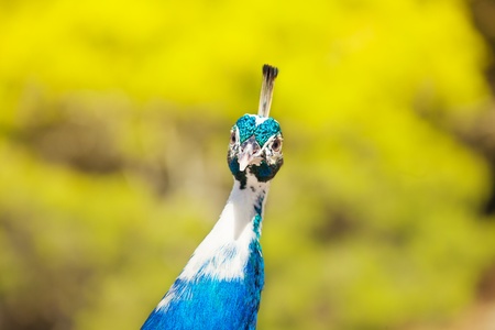 Close-up of peacock head looking at cameraの写真素材