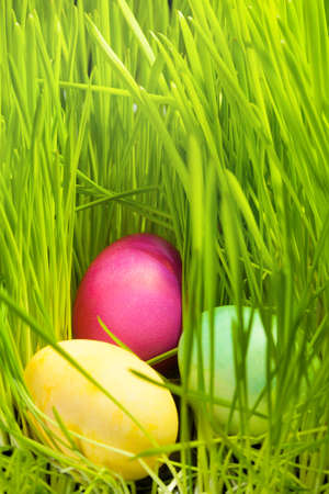 Three beautiful color Easter eggs in green spring grassの写真素材