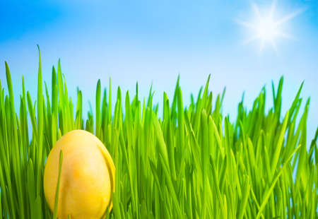 Yellow Easter egg in the fresh spring grass and sun in the sky