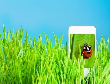 3d display on cell phone with ladybug on the screenの写真素材