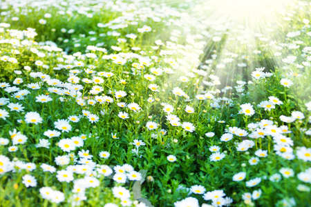 lawn with beautiful white chamomile flowers in morning sunlight