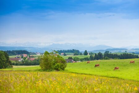 Many beautiful cows on the green summer field in Germany, with mountains on the backgroundの写真素材