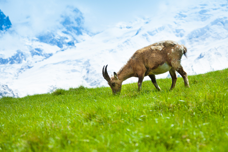 One Chamois grazing on the mountain pasture at the foot of Mont Blancの写真素材