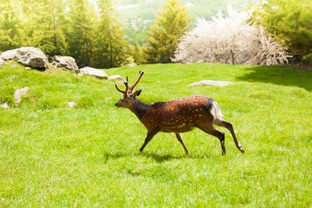 One ibex running on the alpine mountain meadow in Chamonixの写真素材