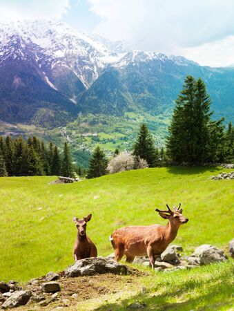 Two young deer grazing on the mountain pasture at the foot of Mont Blancの写真素材