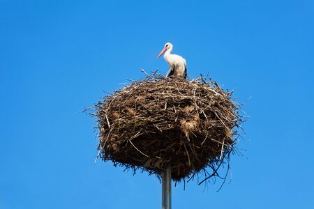 Stork bird sitting in the nest that place on special column like people in Poland do for birdsの写真素材