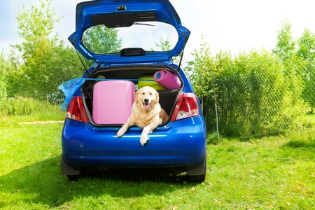 Dog and bags and other luggage in the trunk of the car on the back yard ready to go for vacationの写真素材