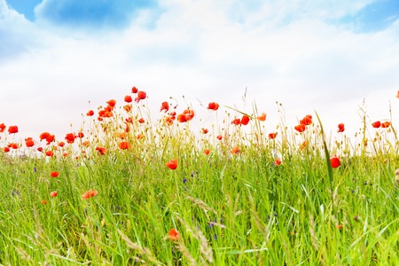 Poppy flowers in the spring field and blue sky and fields on backgroundの写真素材