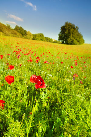 Bright green field and poppy flowers at spring in Franceの写真素材