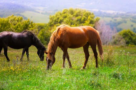 Two beautiful horses standing and eating grass in the field in summerの写真素材
