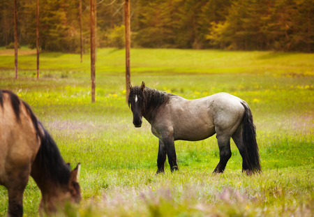 Two beautiful horses standing on the grass near the forest in summerの写真素材