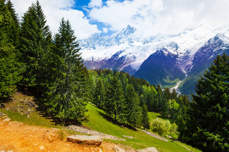 Beautiful landscape with fir-trees near Mont Blanc, Alps in summerの写真素材