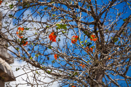 Cordia Dodecandra tree with red flowers in Mexicoの写真素材