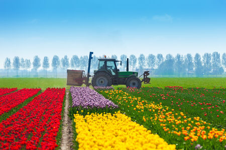 Colorful tulip fields with tractor on backgroundの写真素材
